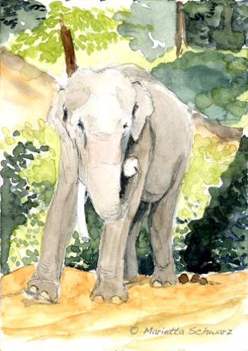 Elefantenbulle Phu Kamueng
