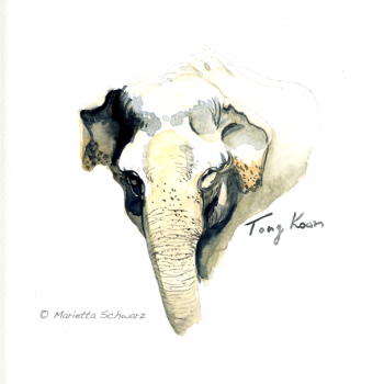 Tong Koon Portrait, Koelner Zoo, 2011