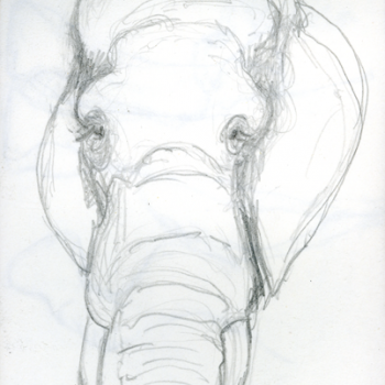 Afrikanischer Elefant (2008)